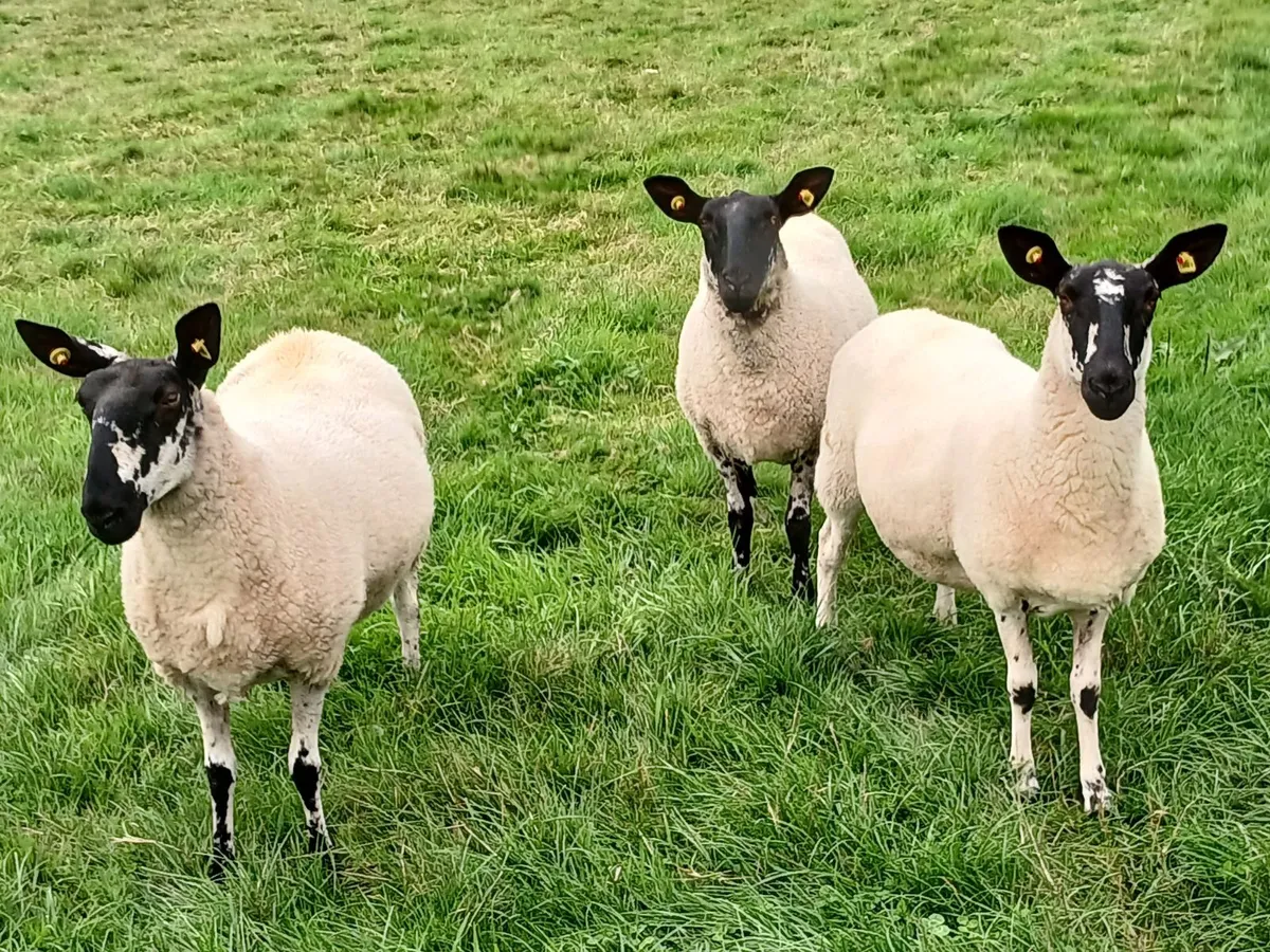 Sheep - Image 3