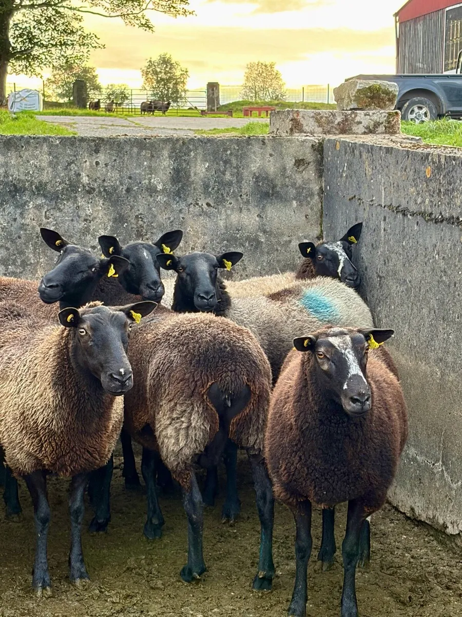 14 Zwartble Milford/Cheviot cross breeding ewes - Image 2