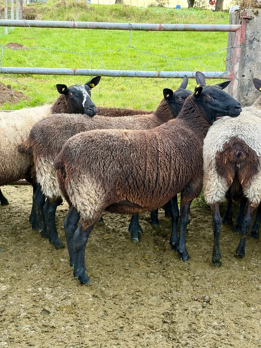 14 Zwartble Milford/Cheviot cross breeding ewes - Image 3