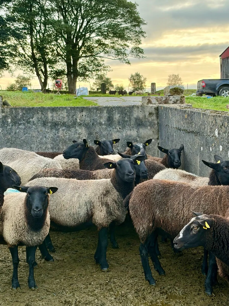 14 Zwartble Milford/Cheviot cross breeding ewes - Image 4