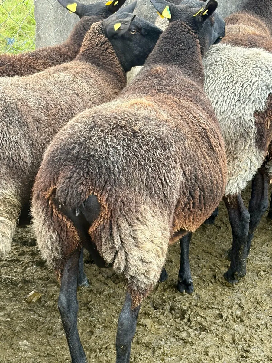 14 Zwartble Milford/Cheviot cross breeding ewes - Image 1