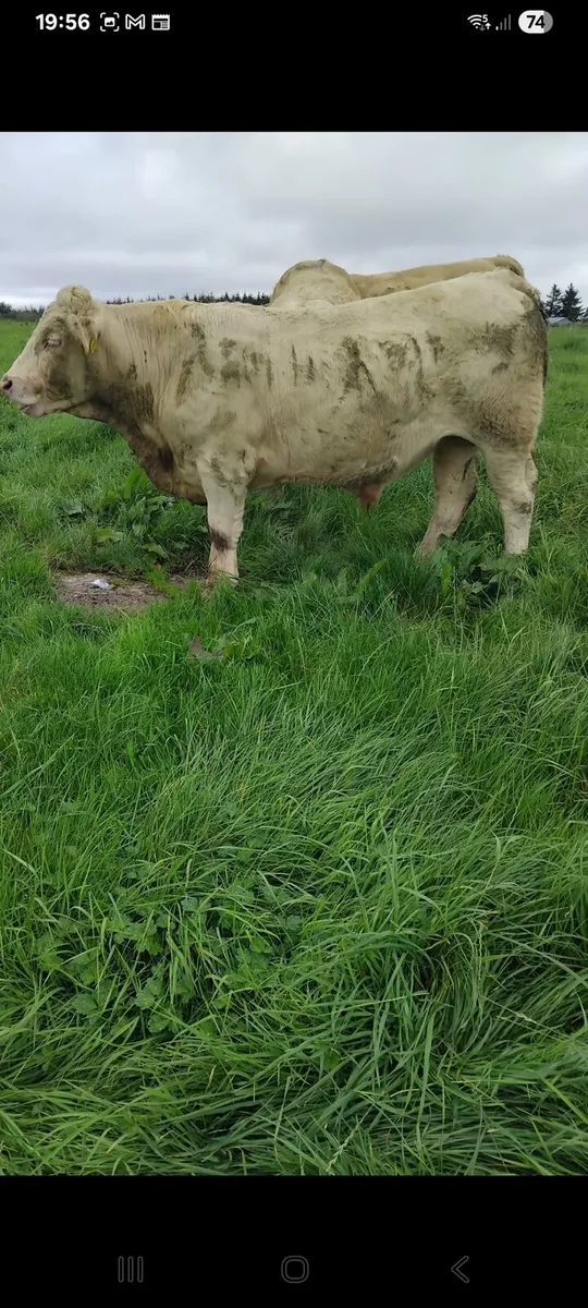 Bullocks - Image 3