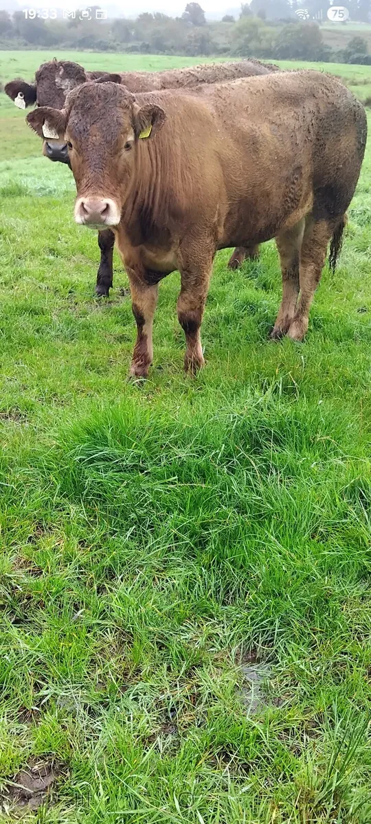 Bullocks - Image 4