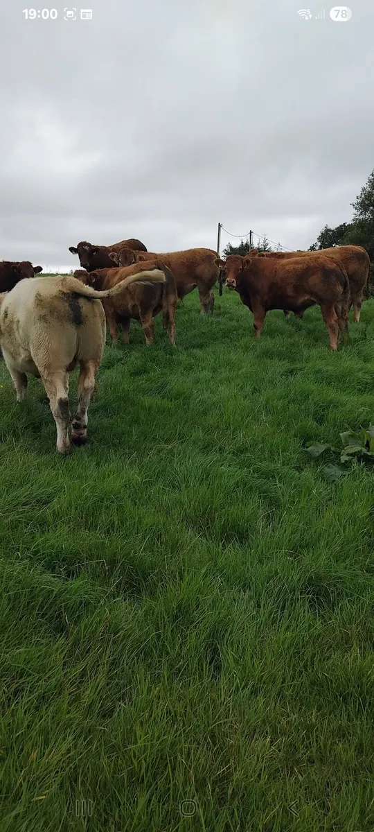 Bullocks - Image 4