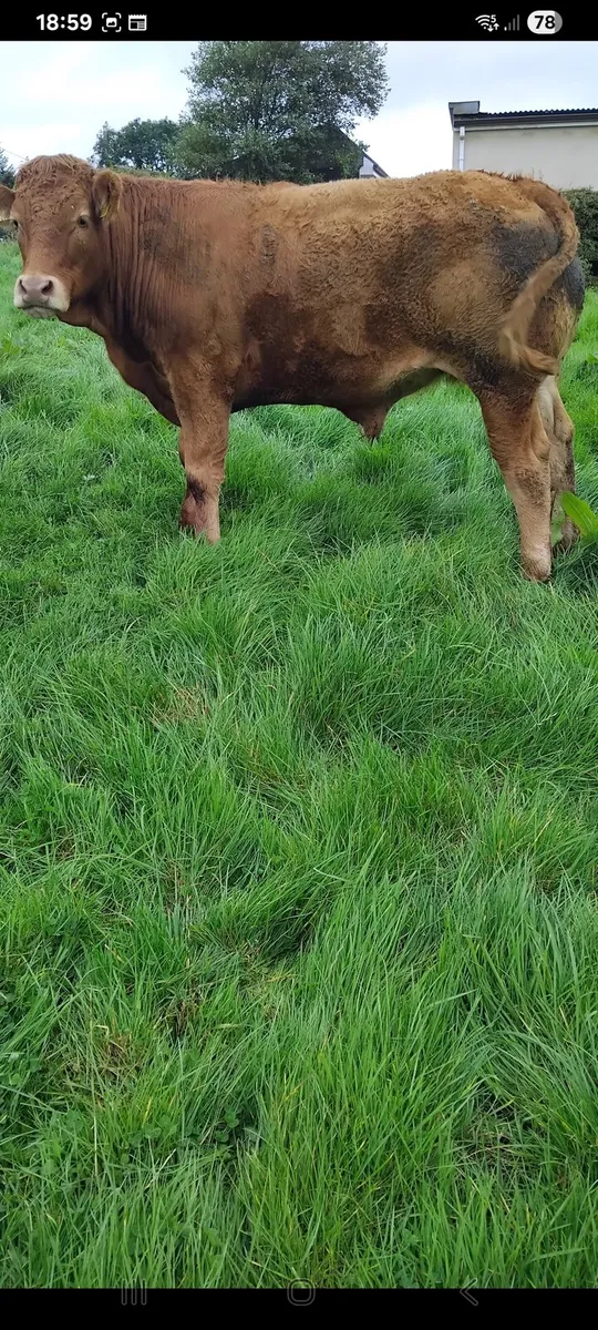 Bullocks - Image 1