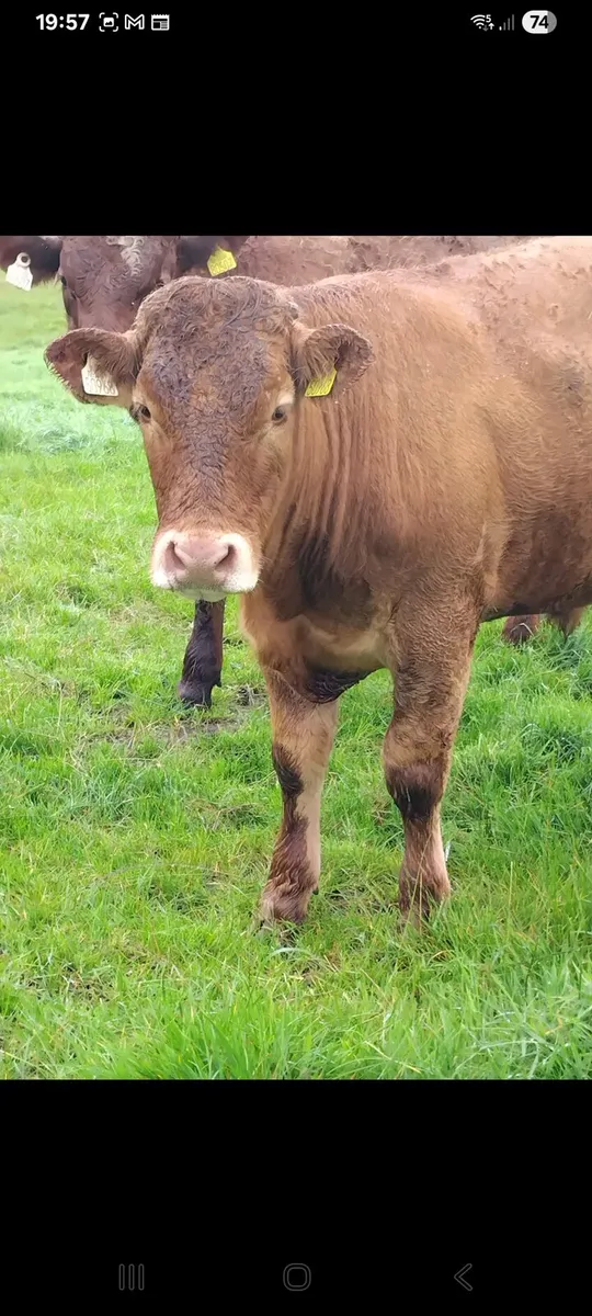 Bullocks - Image 2