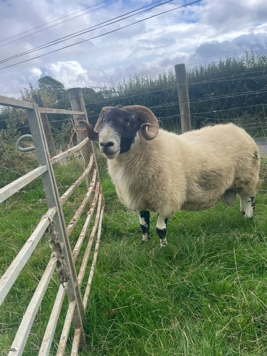 2 year old Perth ram - Image 2
