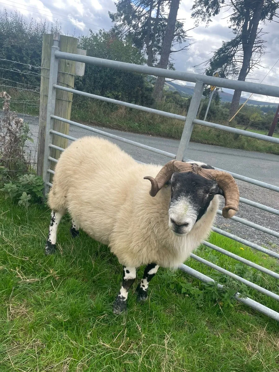 2 year old Perth ram - Image 3