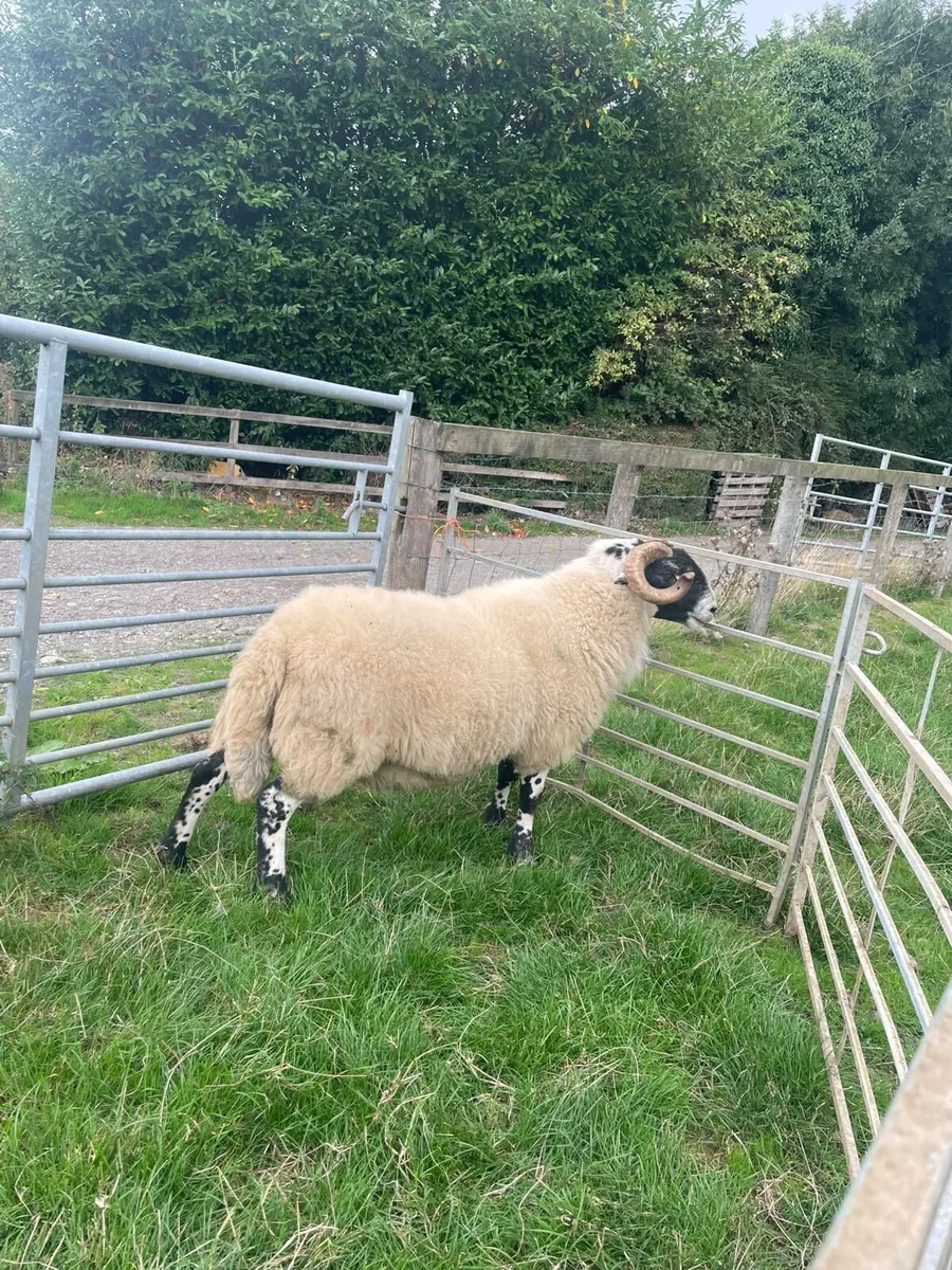 2 year old Perth ram - Image 4