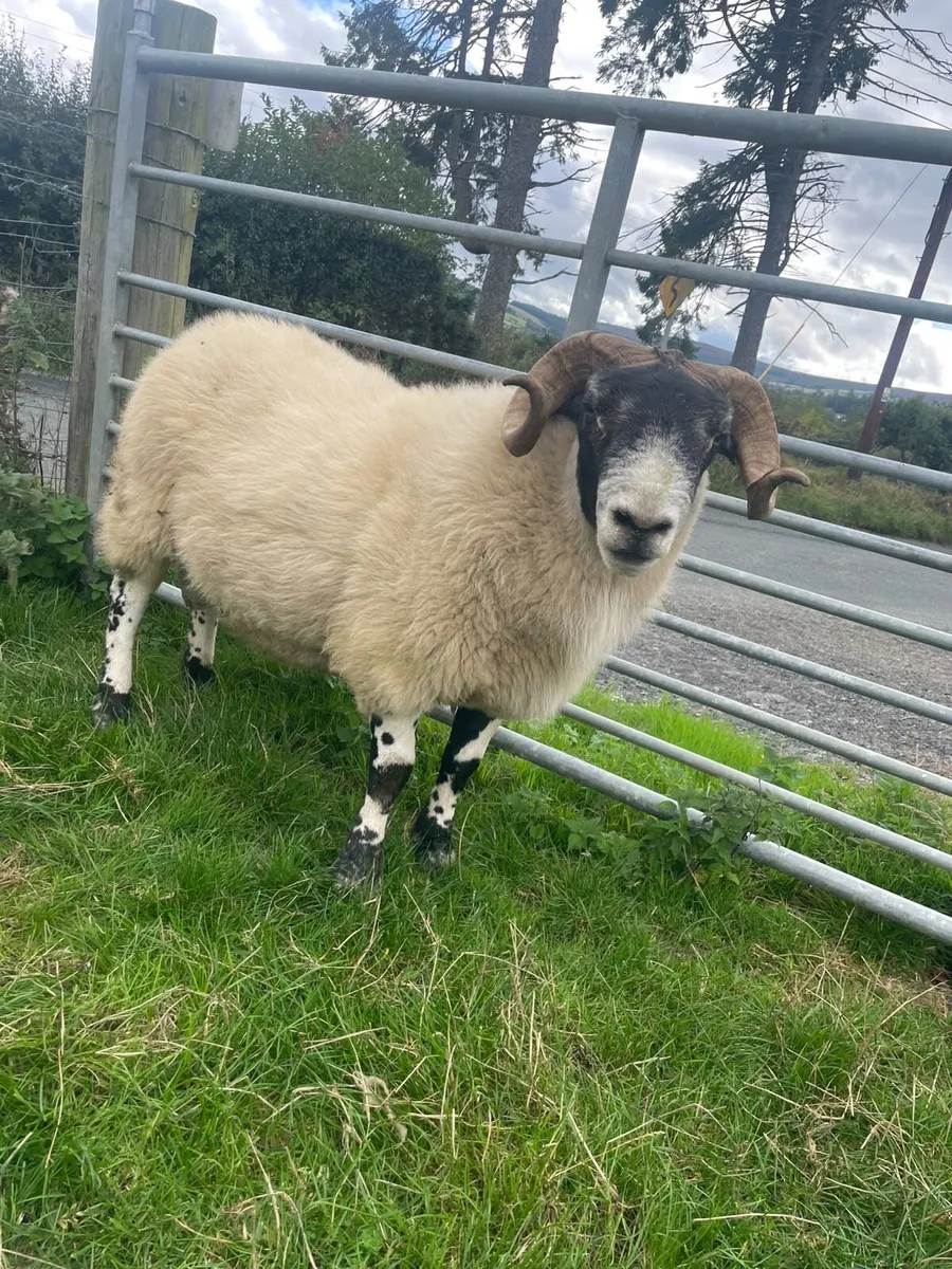 2 year old Perth ram - Image 1