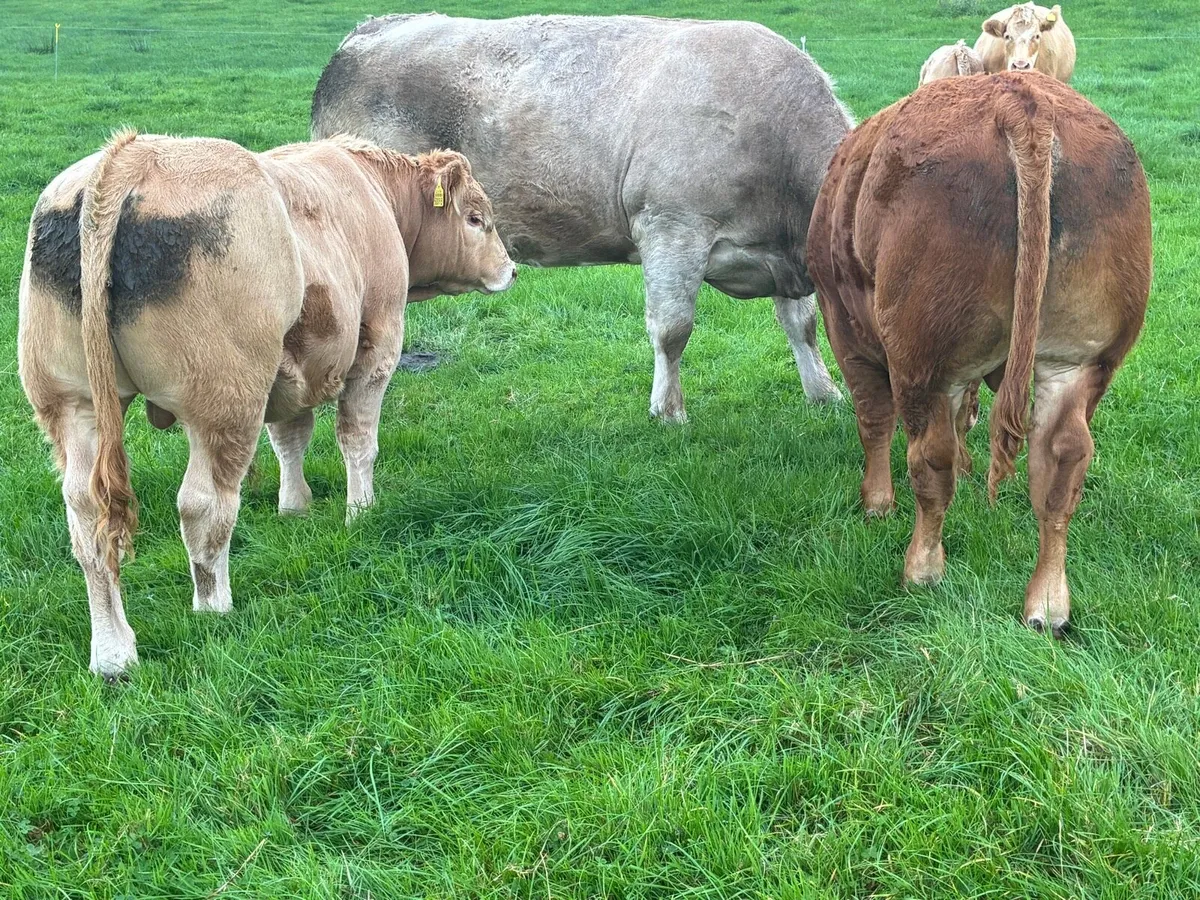 Full organic wealings bulls - Image 3