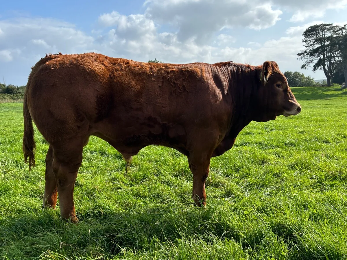 Full organic wealings bulls - Image 4