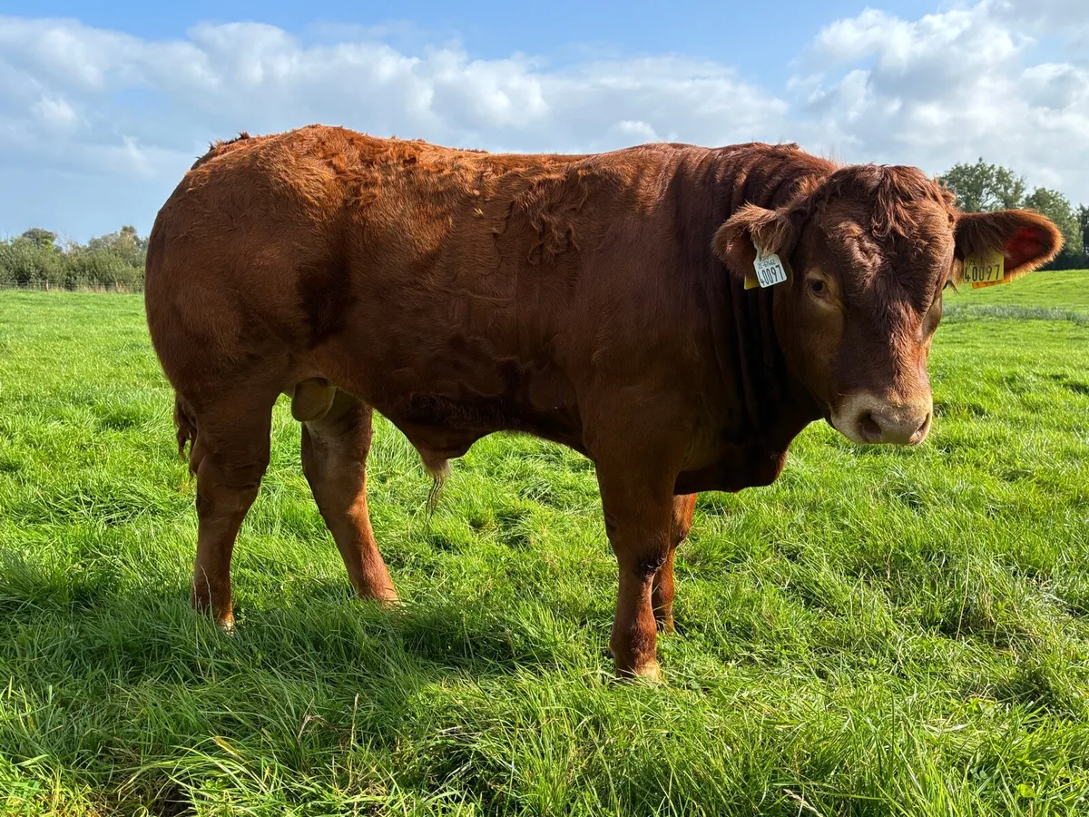 Full organic wealings bulls - Image 1