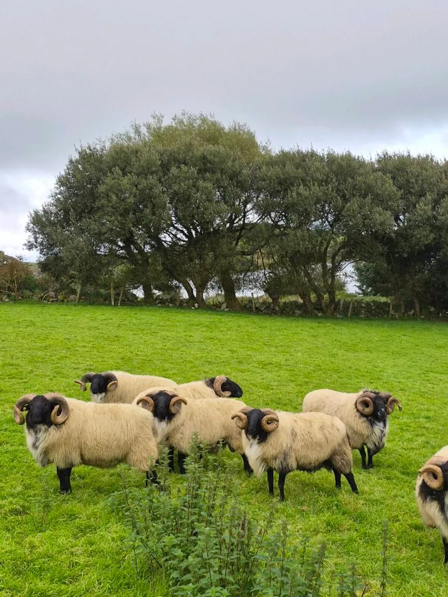 Rams - Image 2