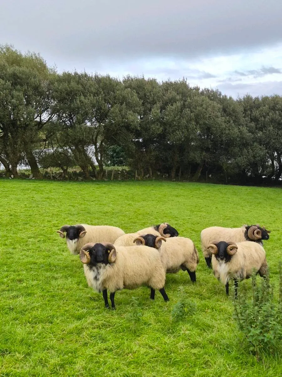 Rams - Image 1