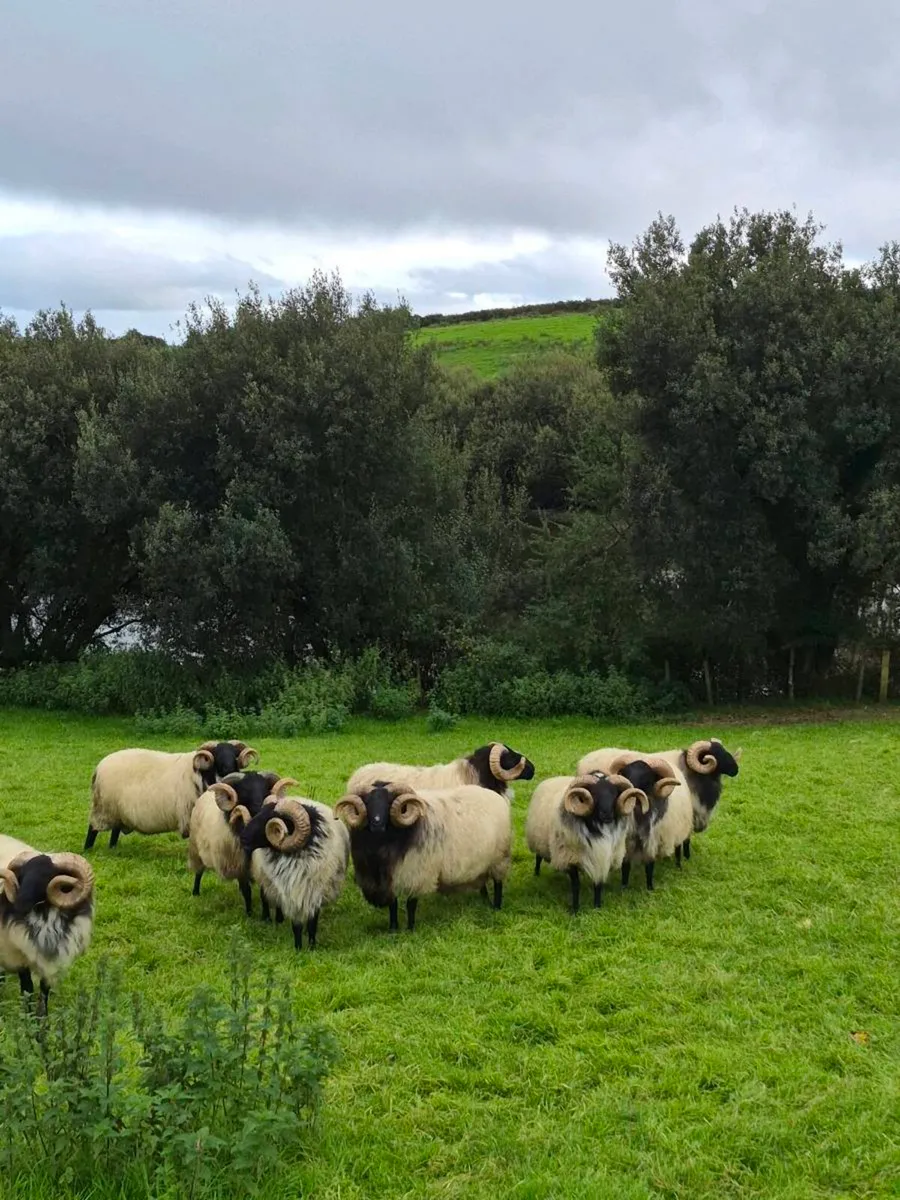 Rams - Image 3