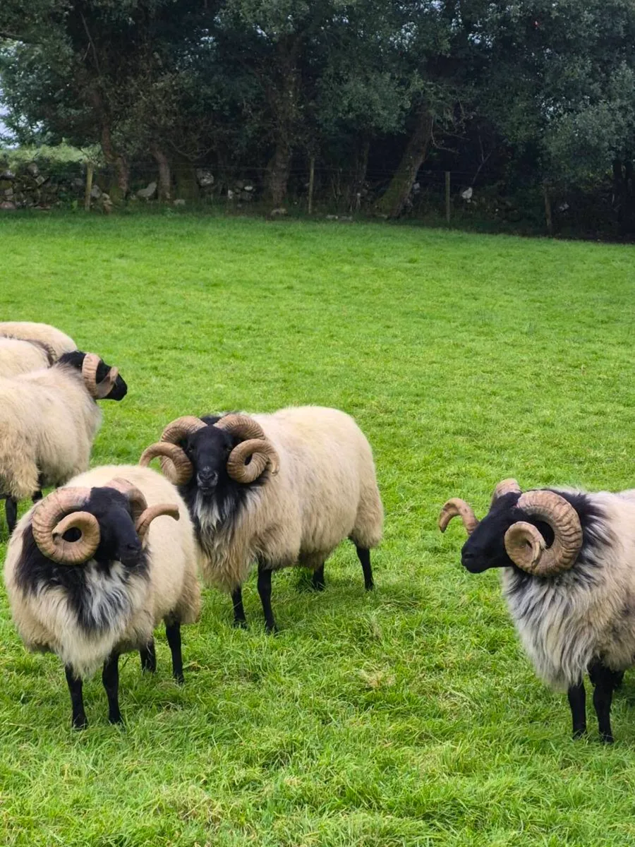 Rams - Image 4