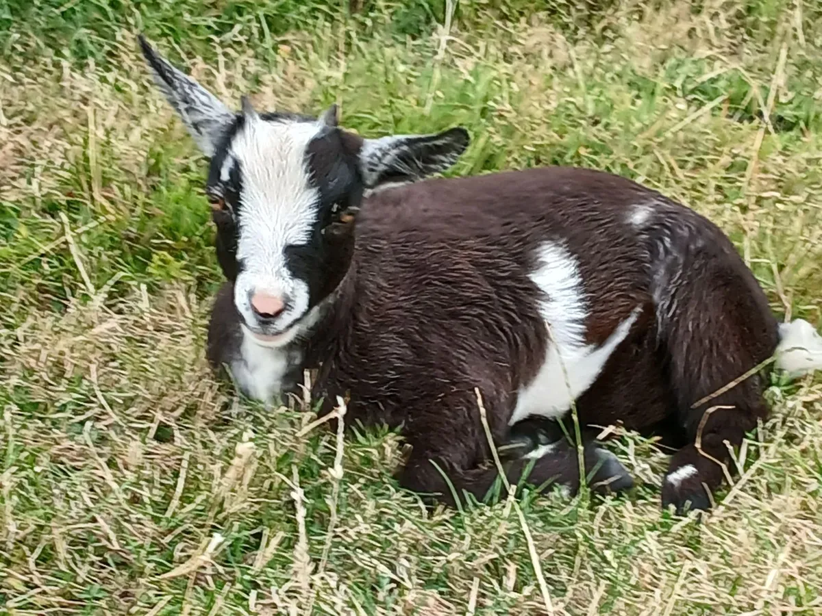 Pygmy Goat - Image 2