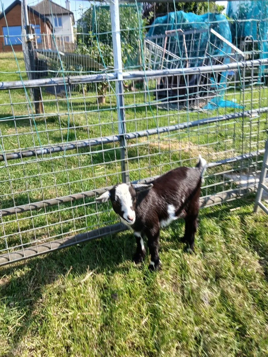 Pygmy Goat - Image 3