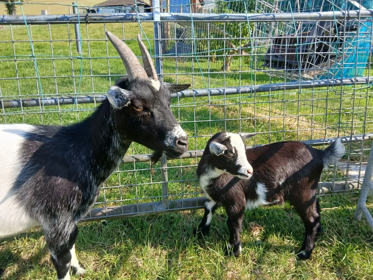 Pygmy Goat - Image 4