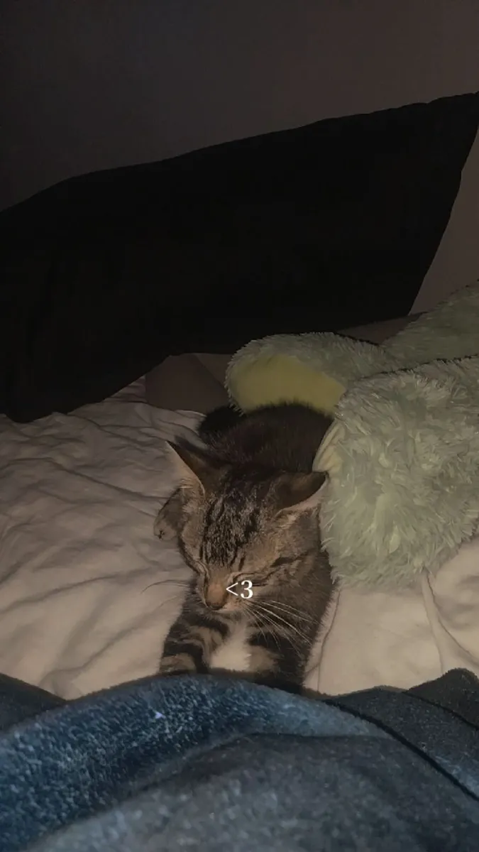 Kitten