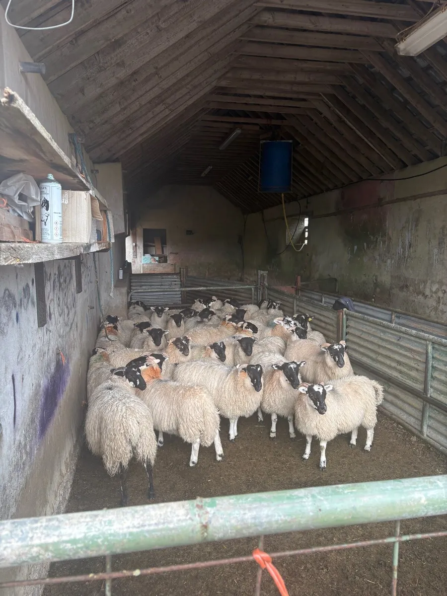 Scotch and hiltex ewe lambs - Image 1