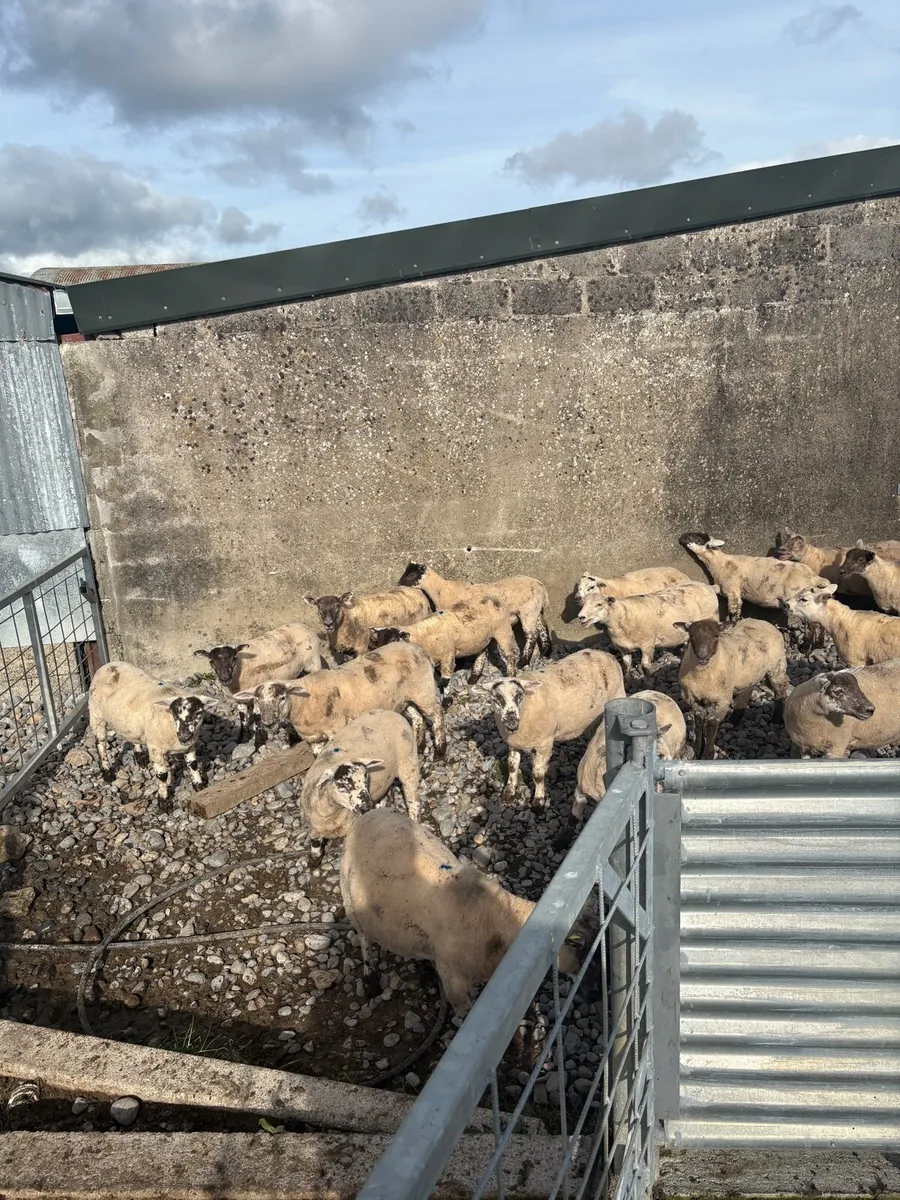Scotch and hiltex ewe lambs - Image 2