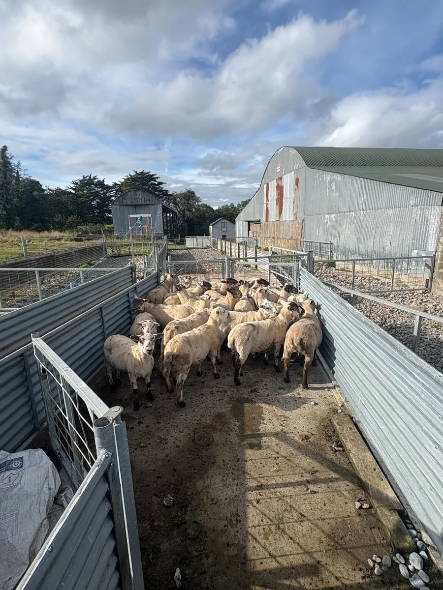 Scotch and hiltex ewe lambs - Image 3