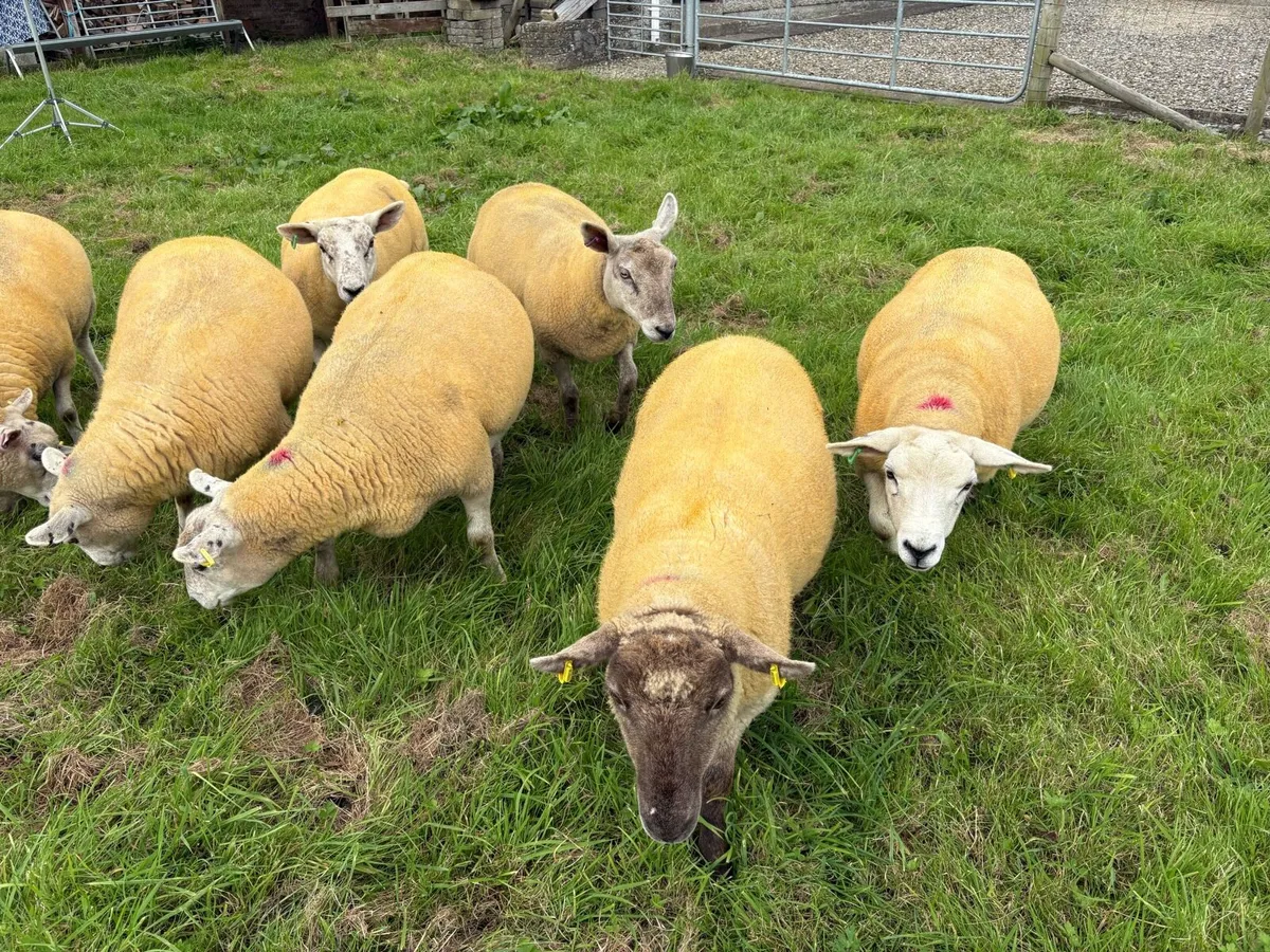 ⭐ 9 Texel x Hoggets ⭐ - Image 3
