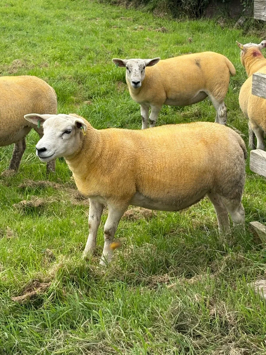 ⭐ 9 Texel x Hoggets ⭐ - Image 2