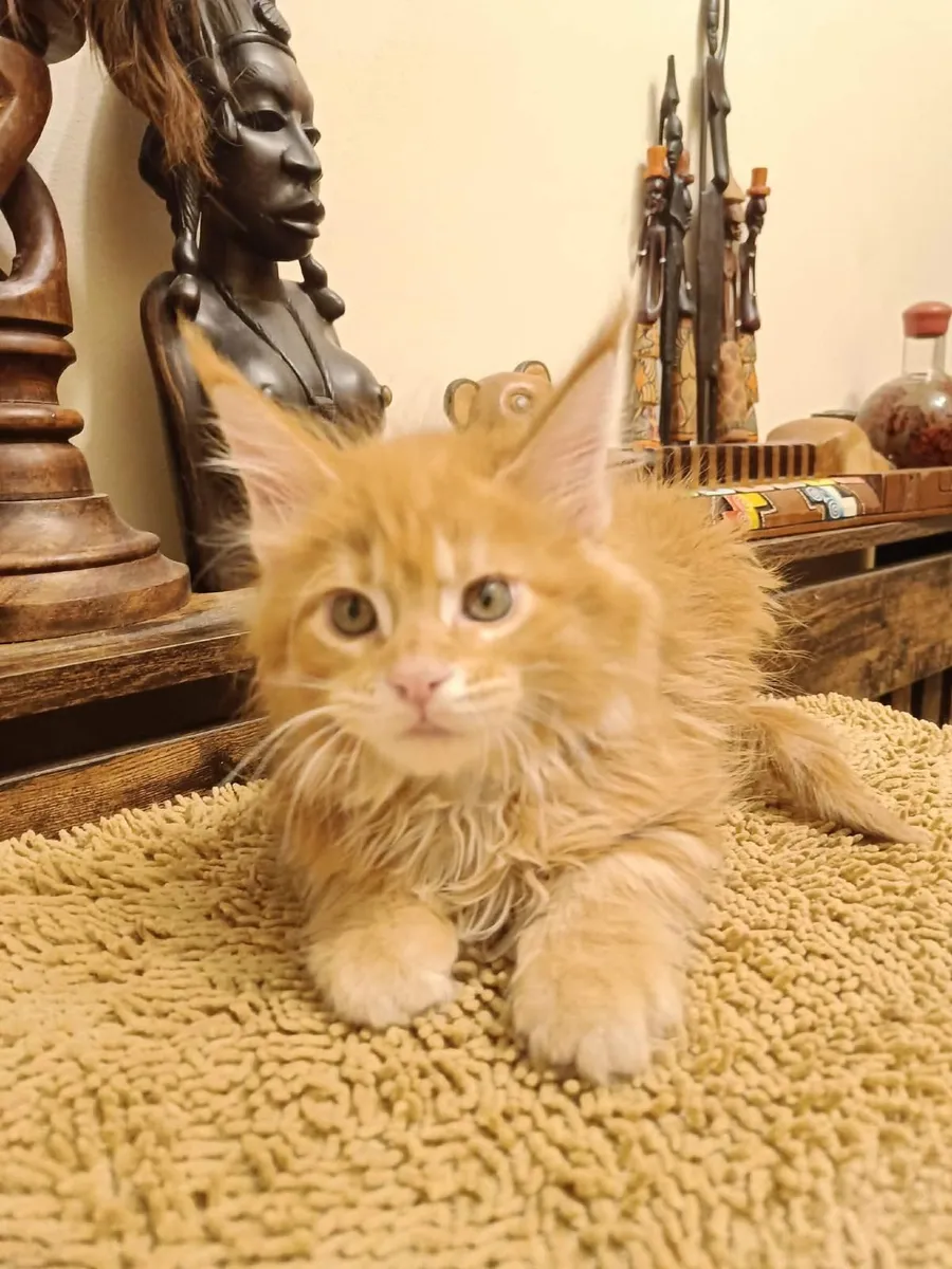 Maine Coon kittensWCF registered are for sale - Image 3