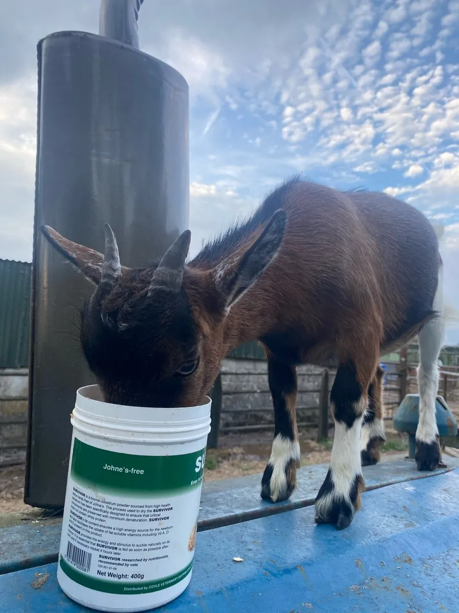 Pygmy Female Goat - Image 1
