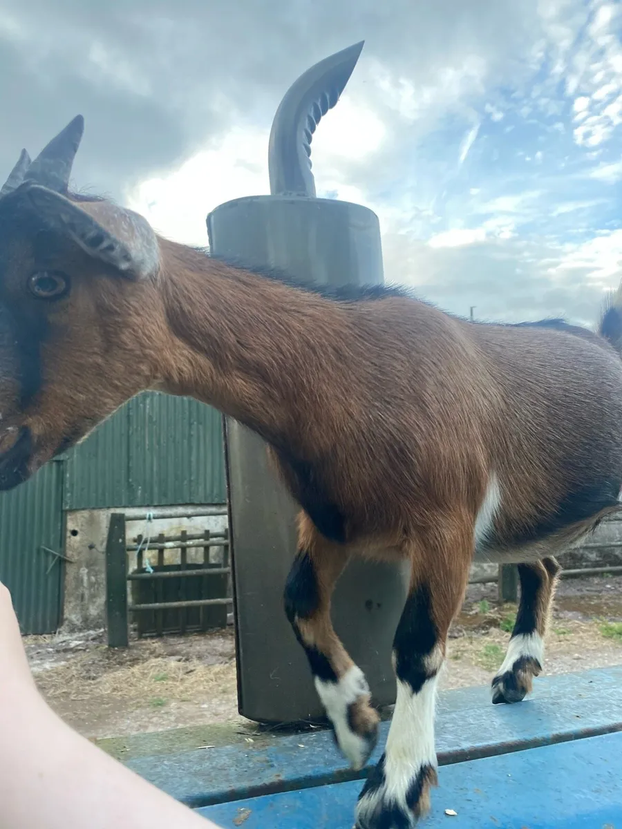 Pygmy Female Goat - Image 2