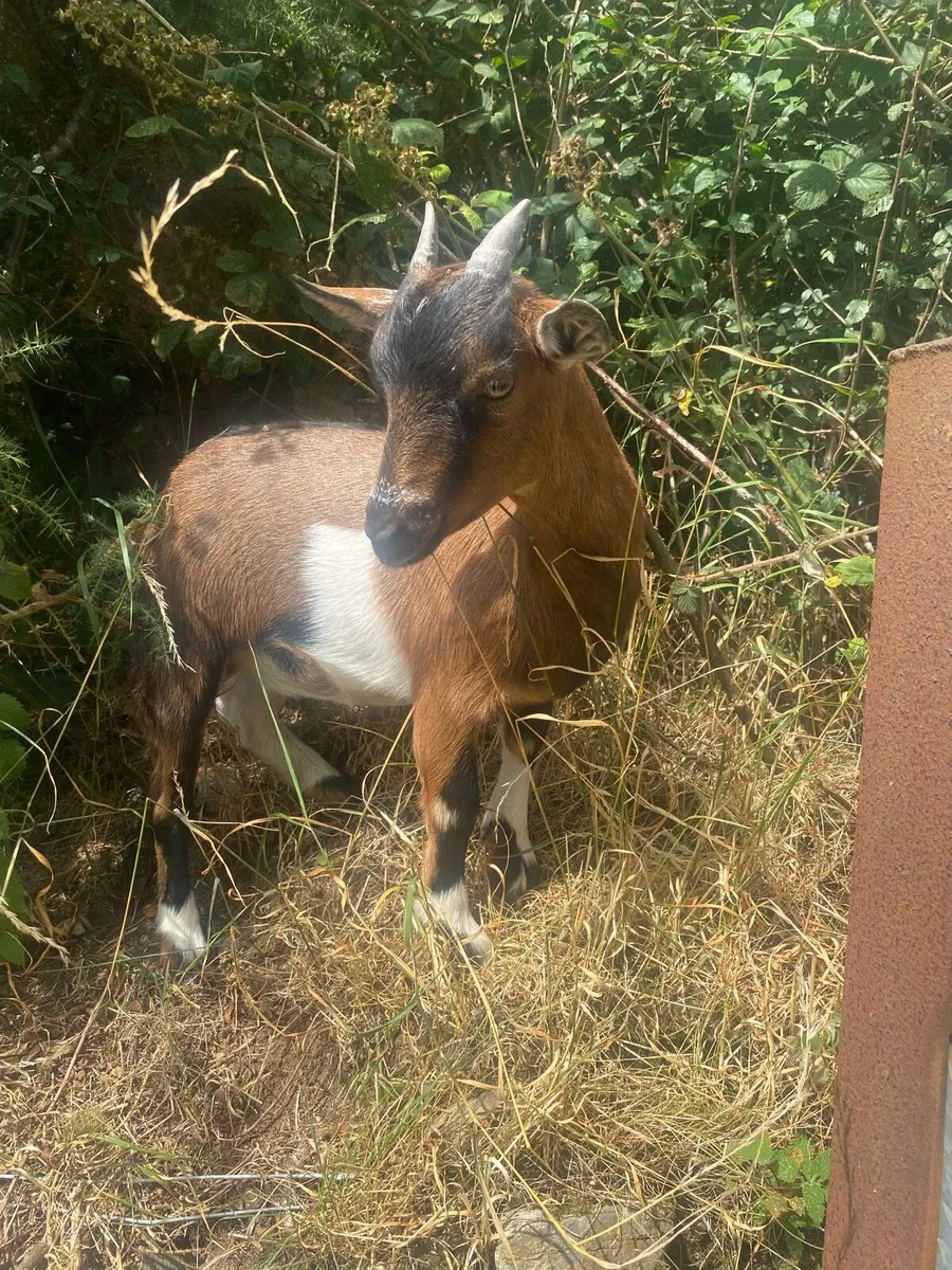 Pygmy Female Goat - Image 3