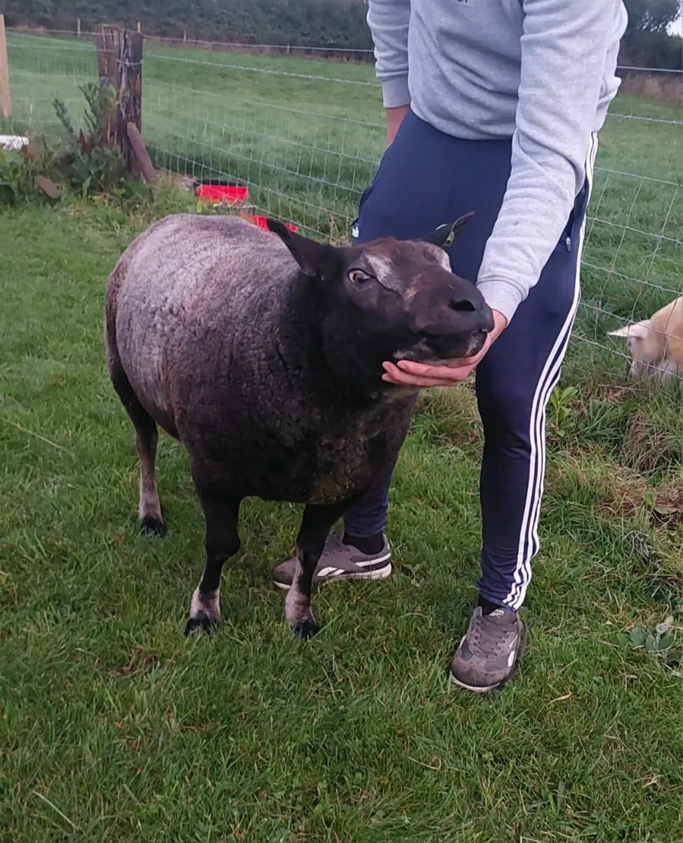 ☆ Pedigree reg Dassenkop/Badger face texel Ram ☆ - Image 4