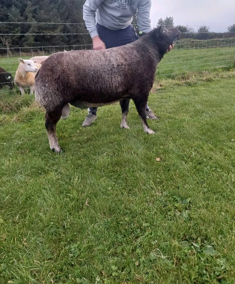 ☆ Pedigree reg Dassenkop/Badger face texel Ram ☆ - Image 2