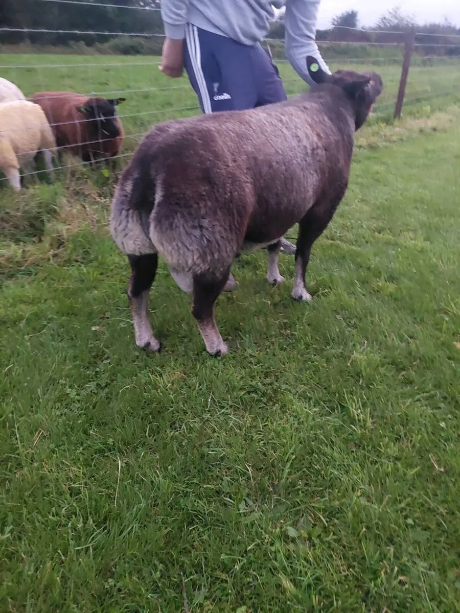 ☆ Pedigree reg Dassenkop/Badger face texel Ram ☆ - Image 3