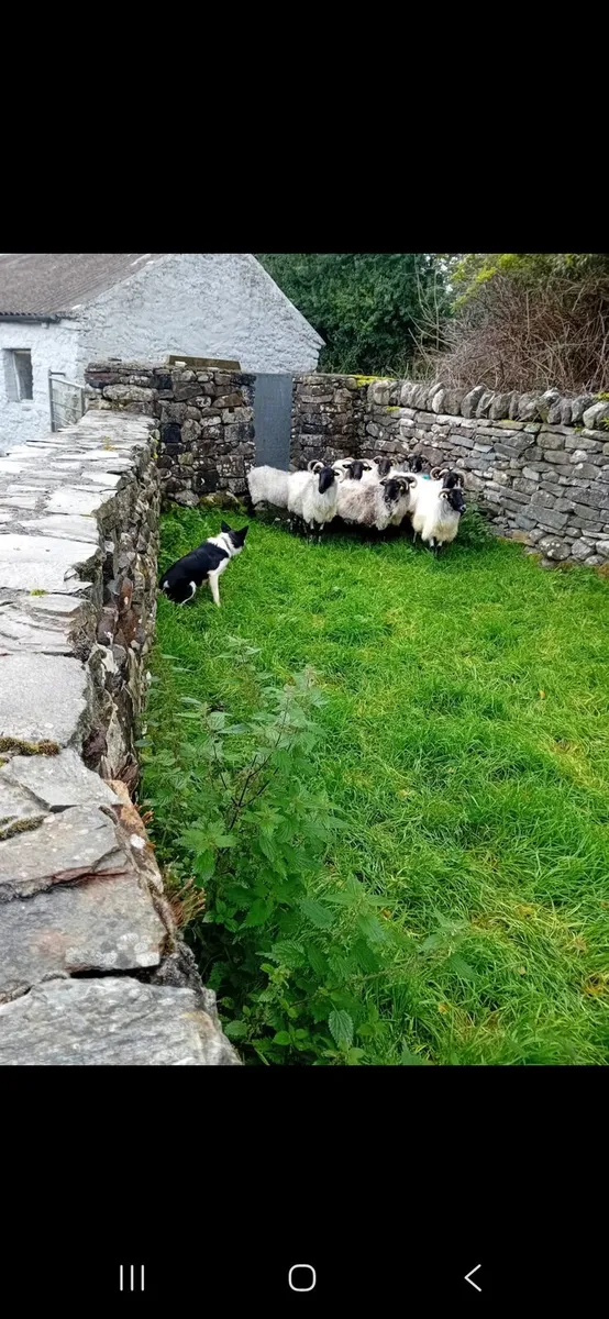 Breeding ewes - Image 1