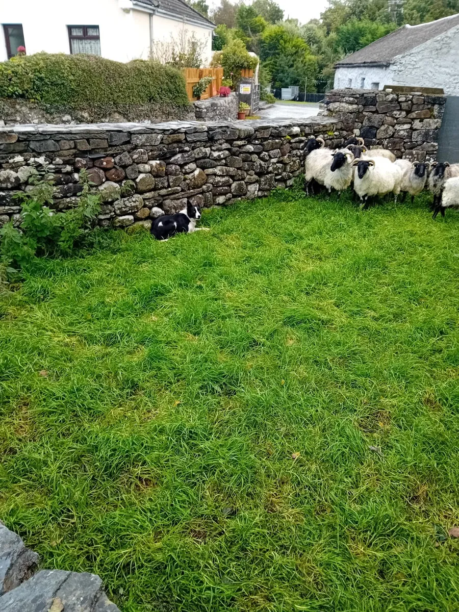 Breeding ewes - Image 4