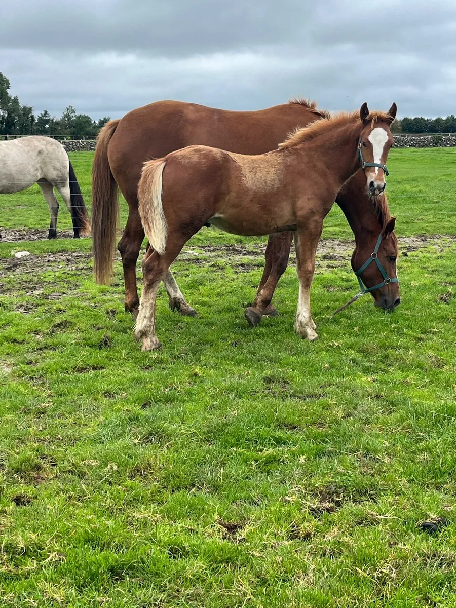 Irish Draught Colt - Image 1