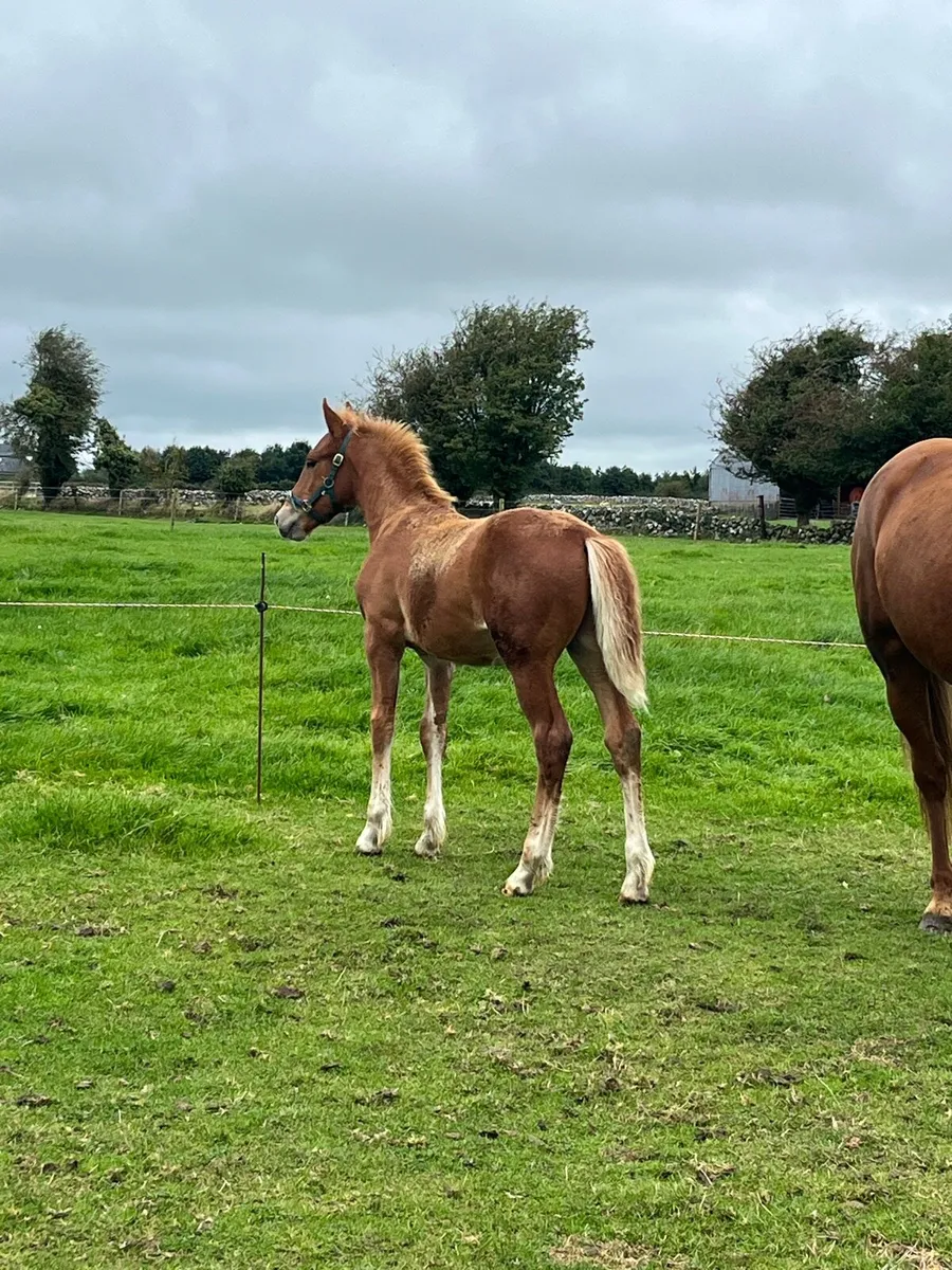 Irish Draught Colt - Image 3