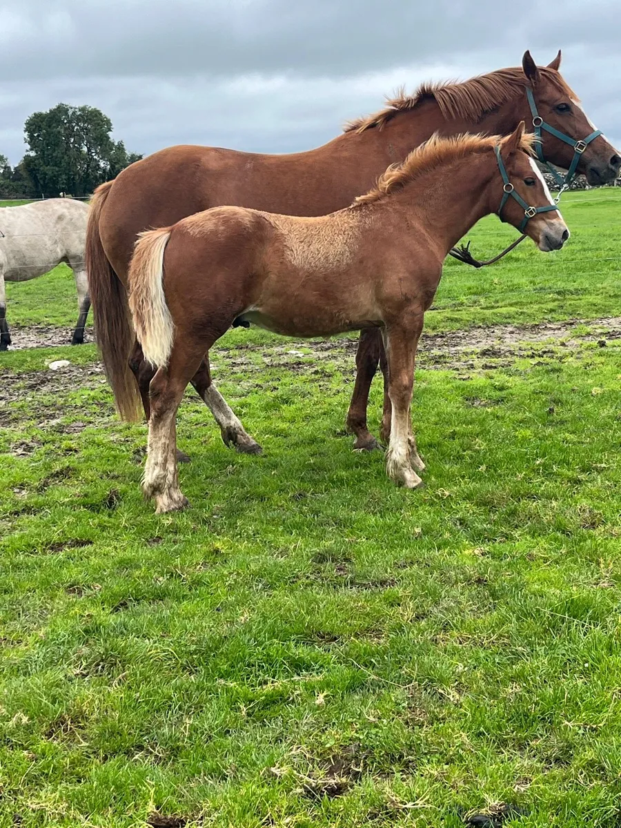 Irish Draught Colt - Image 4