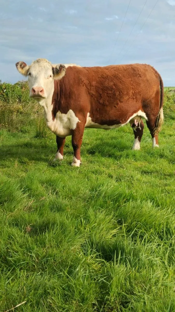 **Pedigree Hereford Dispersal** - Image 1