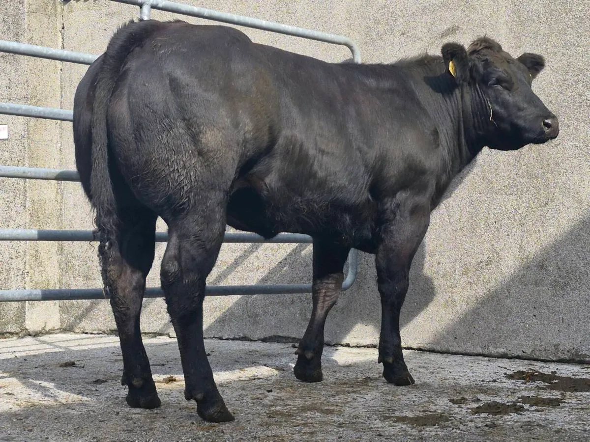 🌟 🌟 Super Blue Heifer 🌟 🌟 - Image 2