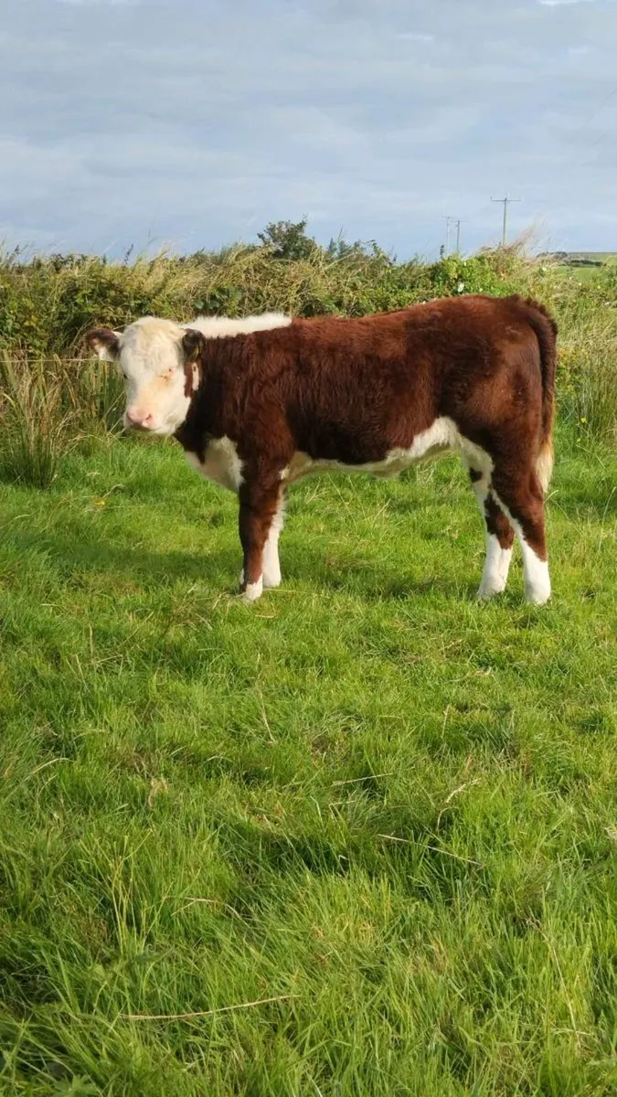 **Pedigree Hereford Dispersal** - Image 2
