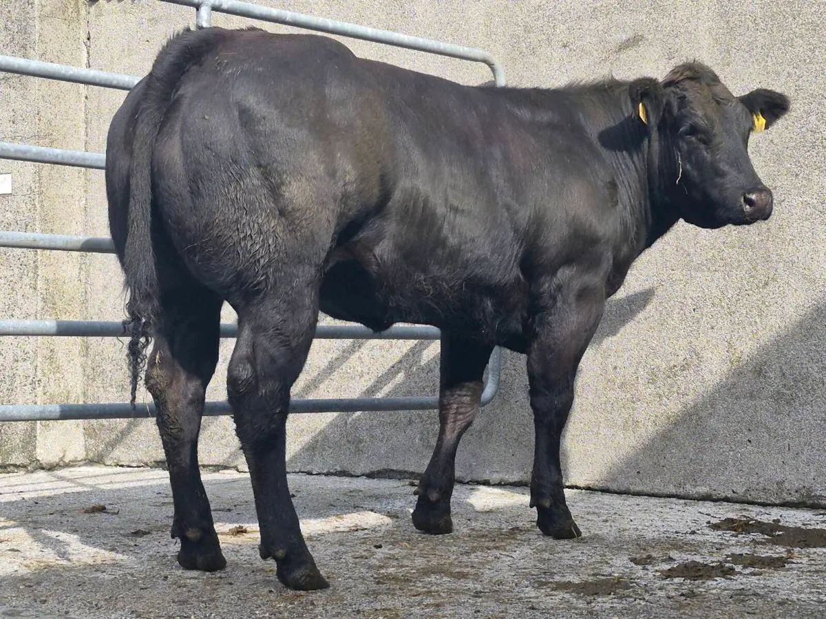 🌟 🌟 Super Blue Heifer 🌟 🌟 - Image 3