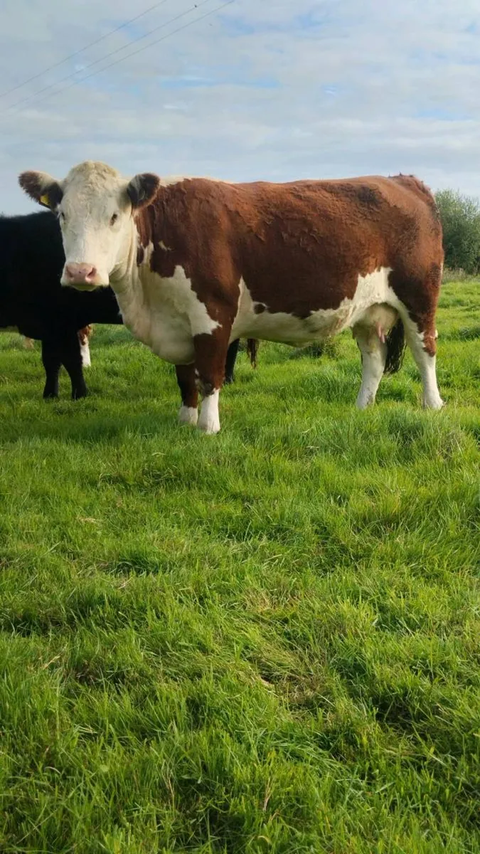 **Pedigree Hereford Dispersal** - Image 3