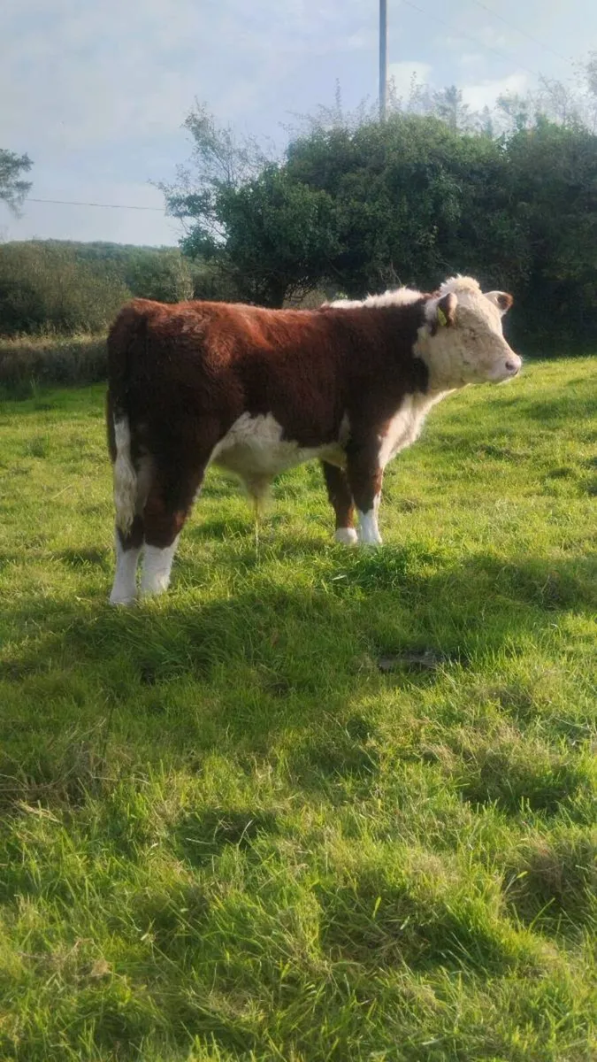 **Pedigree Hereford Dispersal** - Image 4