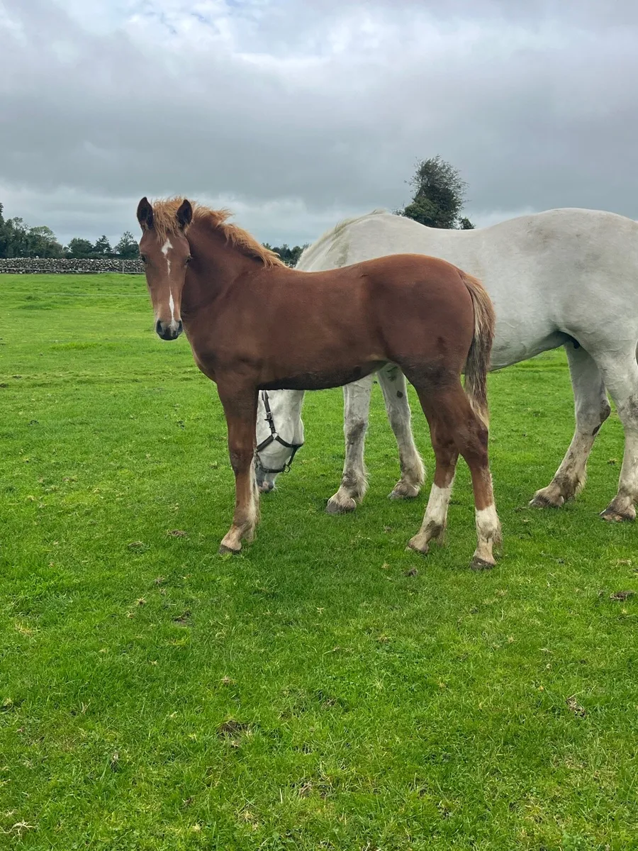 Irish Draught Filly - Image 1