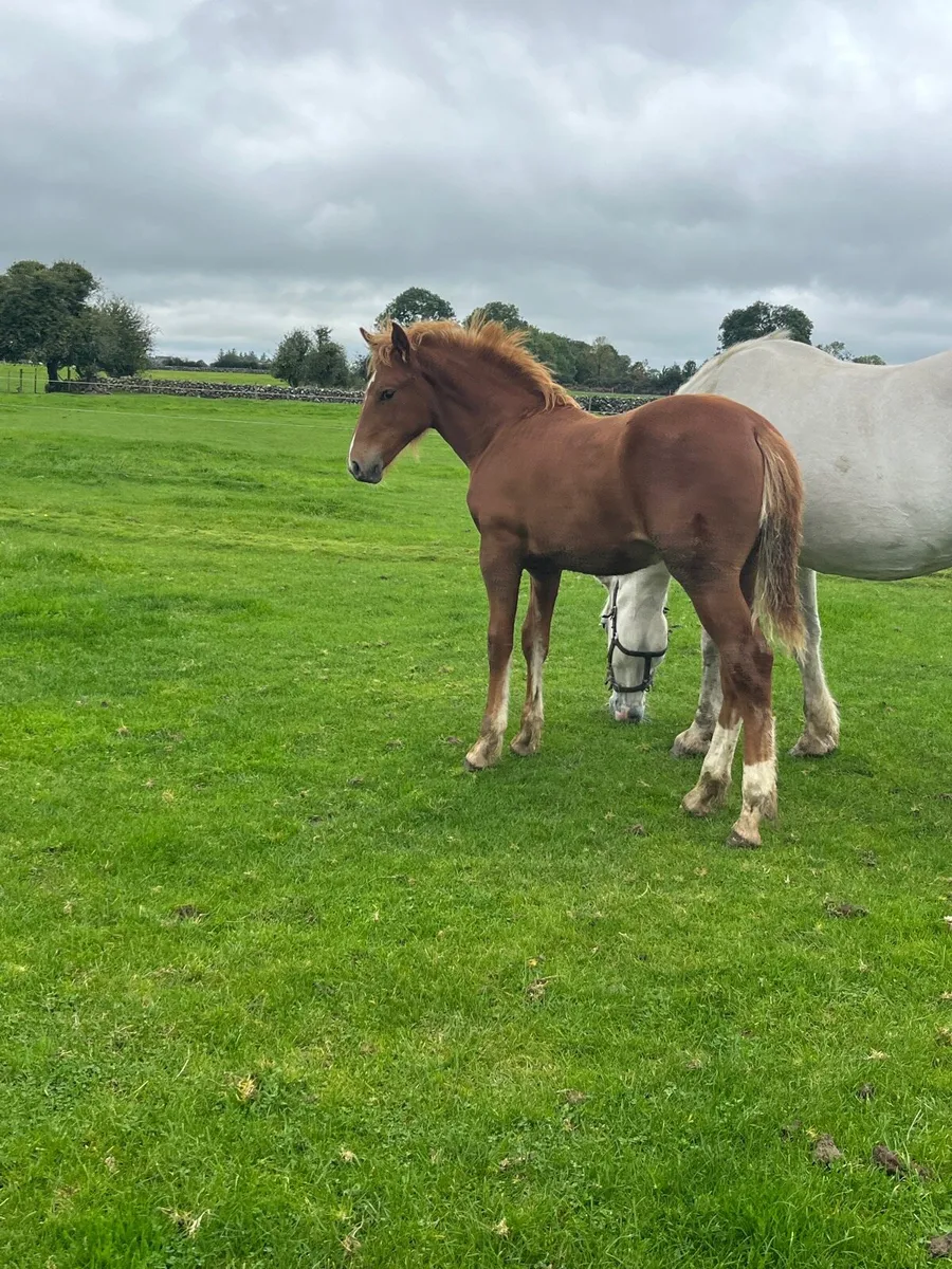 Irish Draught Filly - Image 4